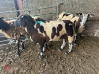 3 PEDIGREE DUTCH SPOTTED SHEARLING EWES - BIDS PER LIFE - 3