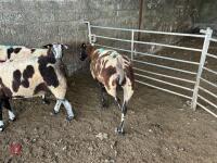 3 PEDIGREE DUTCH SPOTTED SHEARLING EWES - BIDS PER LIFE - 4
