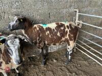 3 PEDIGREE DUTCH SPOTTED SHEARLING EWES - BIDS PER LIFE - 6