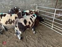 3 PEDIGREE DUTCH SPOTTED SHEARLING EWES - BIDS PER LIFE - 7