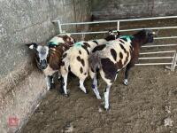 3 PEDIGREE DUTCH SPOTTED SHEARLING EWES - BIDS PER LIFE - 9