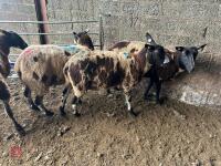 4 PEDIGREE DUTCH SPOTTED SHEARLING EWES - BIDS PER LIFE - 3