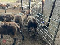 4 PEDIGREE DUTCH SPOTTED SHEARLING EWES - BIDS PER LIFE - 4