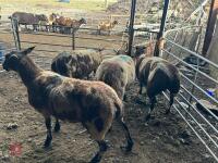 4 PEDIGREE DUTCH SPOTTED SHEARLING EWES - BIDS PER LIFE - 5