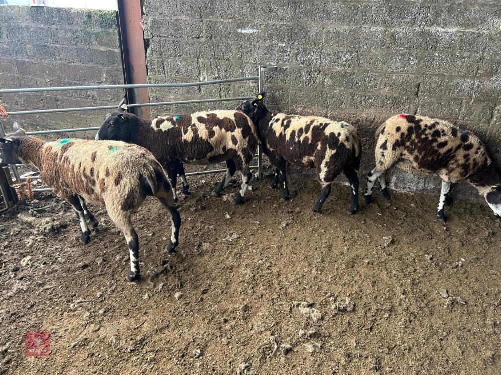 4 PEDIGREE DUTCH SPOTTED SHEARLING EWES - BIDS PER LIFE