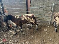 4 PEDIGREE DUTCH SPOTTED SHEARLING EWES - BIDS PER LIFE - 2