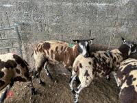 4 PEDIGREE DUTCH SPOTTED SHEARLING EWES - BIDS PER LIFE - 3