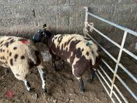 4 PEDIGREE DUTCH SPOTTED SHEARLING EWES - BIDS PER LIFE - 5