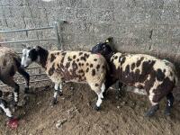 4 PEDIGREE DUTCH SPOTTED SHEARLING EWES - BIDS PER LIFE - 6