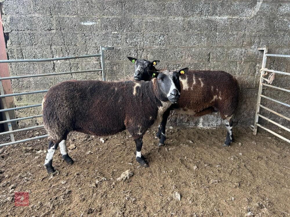 2 PEDIGREE DUTCH SPOTTED 6T EWES - BIDS PER LIFE