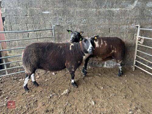 2 PEDIGREE DUTCH SPOTTED 6T EWES - BIDS PER LIFE