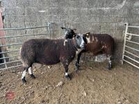 2 PEDIGREE DUTCH SPOTTED 6T EWES - BIDS PER LIFE