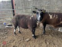 2 PEDIGREE DUTCH SPOTTED 6T EWES - BIDS PER LIFE - 2