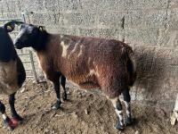 2 PEDIGREE DUTCH SPOTTED 6T EWES - BIDS PER LIFE - 3