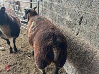 2 PEDIGREE DUTCH SPOTTED 6T EWES - BIDS PER LIFE - 4