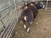 2 PEDIGREE DUTCH SPOTTED 6T EWES - BIDS PER LIFE - 5