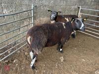 2 PEDIGREE DUTCH SPOTTED 6T EWES - BIDS PER LIFE - 6