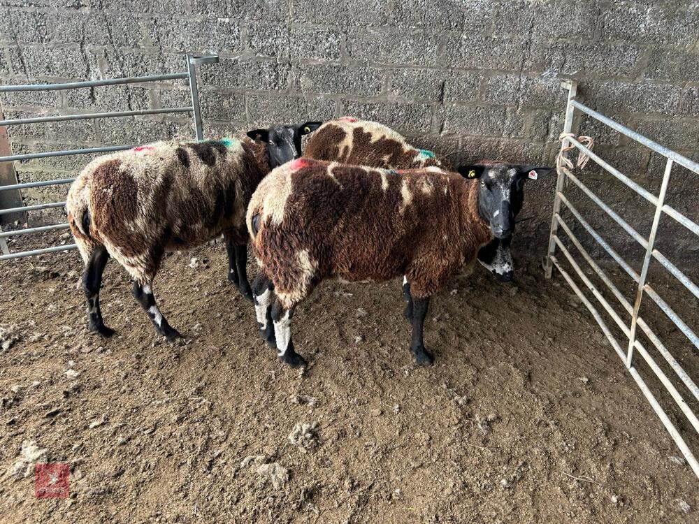 3 PEDIGREE DUTCH SPOTTED SHEARLING EWES - BIDS PER LIFE