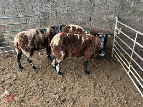 3 PEDIGREE DUTCH SPOTTED SHEARLING EWES - BIDS PER LIFE