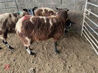 3 PEDIGREE DUTCH SPOTTED SHEARLING EWES - BIDS PER LIFE - 2