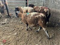 3 PEDIGREE DUTCH SPOTTED SHEARLING EWES - BIDS PER LIFE - 4