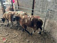 3 PEDIGREE DUTCH SPOTTED SHEARLING EWES - BIDS PER LIFE - 6