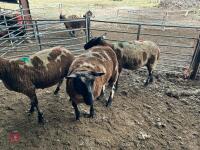 3 PEDIGREE DUTCH SPOTTED SHEARLING EWES - BIDS PER LIFE - 8