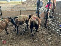 3 PEDIGREE DUTCH SPOTTED SHEARLING EWES - BIDS PER LIFE - 10