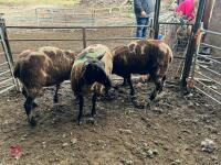 3 PEDIGREE DUTCH SPOTTED SHEARLING EWES - BIDS PER LIFE - 11