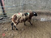 3 PEDIGREE DUTCH SPOTTED SHEARLING EWES - BIDS PER LIFE - 12