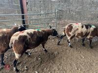 3 PEDIGREE DUTCH SPOTTED SHEARLING EWES - BIDS PER LIFE - 13