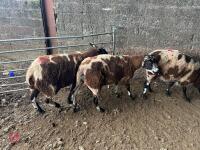 3 PEDIGREE DUTCH SPOTTED SHEARLING EWES - BIDS PER LIFE - 14