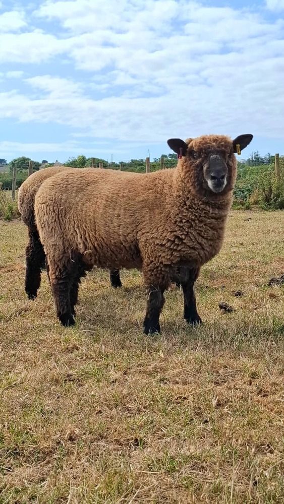 PEDIGREE COLOURED RYELAND EWE LAMB