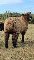 PEDIGREE COLOURED RYELAND EWE LAMB - 2
