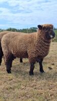 PEDIGREE COLOURED RYELAND EWE LAMB - 3