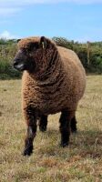 PEDIGREE COLOURED RYELAND EWE LAMB - 4