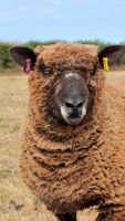 PEDIGREE COLOURED RYELAND EWE LAMB - 5