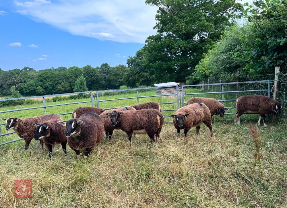 5 BADGERFACE TEXEL EWE LAMBS - BIDS PER LIFE