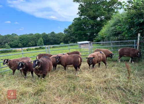 5 BADGERFACE TEXEL EWE LAMBS - BIDS PER LIFE