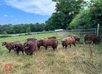 5 BADGERFACE TEXEL EWE LAMBS - BIDS PER LIFE