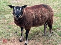 5 BADGERFACE TEXEL EWE LAMBS - BIDS PER LIFE - 3