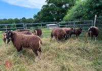 5 BADGERFACE TEXEL EWE LAMBS - BIDS PER LIFE - 4