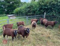 5 BADGERFACE TEXEL EWE LAMBS - BIDS PER LIFE - 6