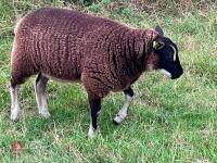 5 BADGERFACE TEXEL EWE LAMBS - BIDS PER LIFE - 7