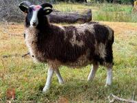 12 JACOB WETHER LAMBS - BIDS PER LIFE - 4