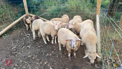 10 MERINO X WETHER LAMBS - BIDS PER LIFE