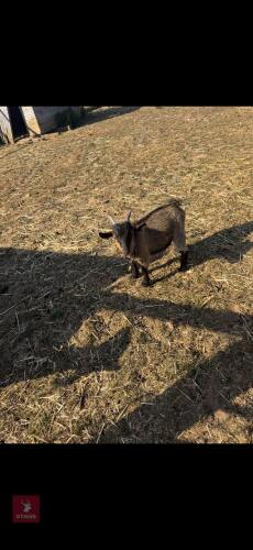 2 X 3MO PYGMY BILLY KIDS - BIDS PER LIFE
