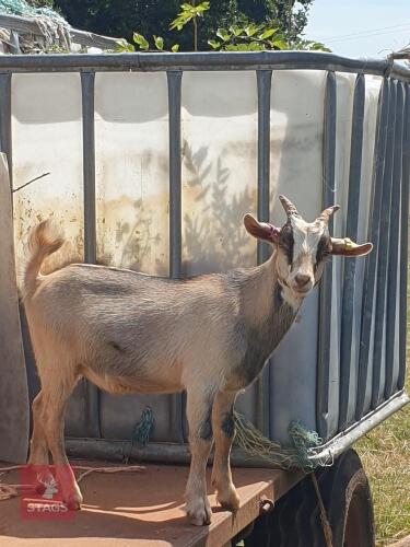 3 X 6MO PYGMY X WETHER KIDS - BIDS PER LIFE