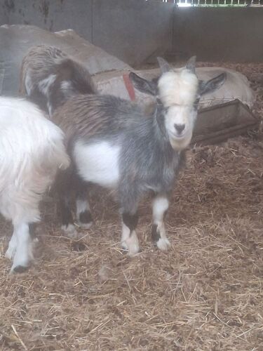 6MO PYGMY BILLY KID