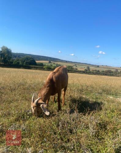 5MO BOER X BILLY